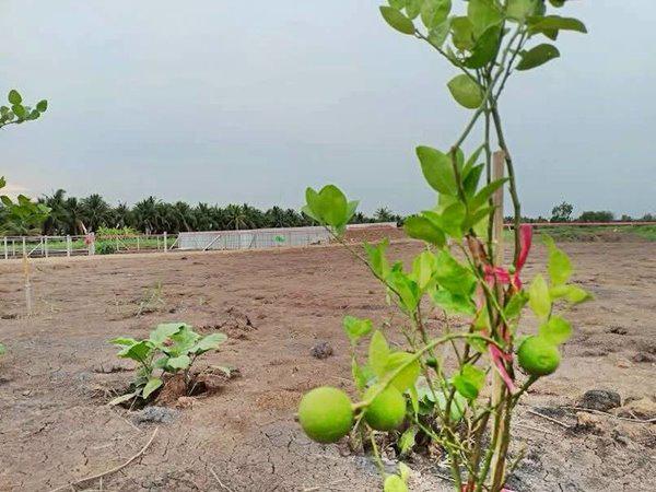ที่ดิน 700000 ปทุมธานี หนองเสือ บึงกาสาม ที่ดิน 700000 ปทุมธานี หนองเสือ บึงกาสาม