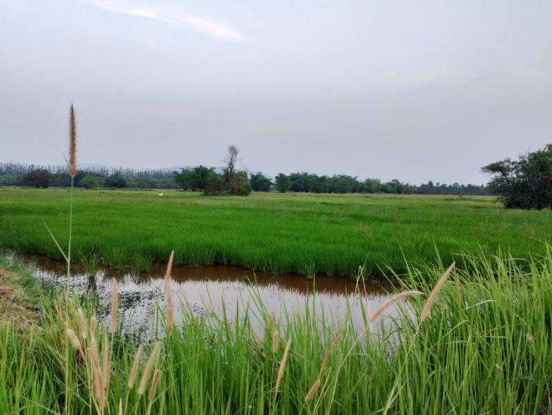 ที่ดิน 1600000 พิษณุโลก เมืองพิษณุโลก ดอนทอง ที่ดิน 1600000 พิษณุโลก เมืองพิษณุโลก ดอนทอง