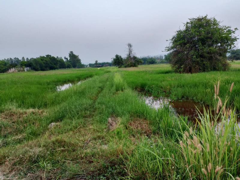 ที่ดิน 1600000 พิษณุโลก เมืองพิษณุโลก ดอนทอง ที่ดิน 1600000 พิษณุโลก เมืองพิษณุโลก ดอนทอง