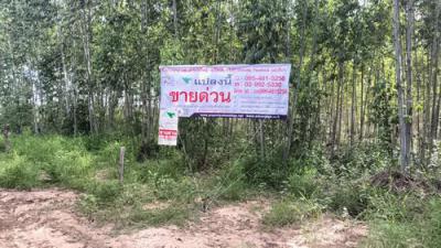 ที่ดิน 1950000 มหาสารคาม นาเชือก สันป่าตอง