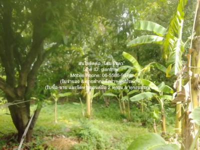 ที่ดิน 50000 นนทบุรี เมืองนนทบุรี บางเขน