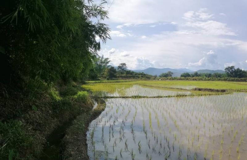 ที่ดิน 6000000 เชียงใหม่ พร้าว โหล่งขอด