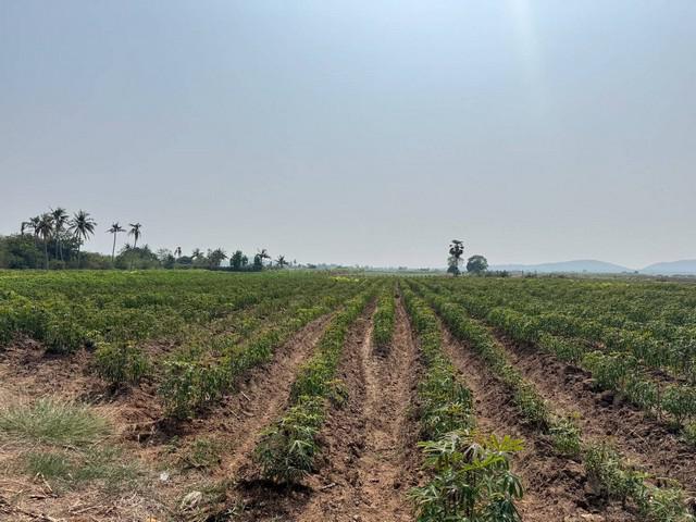 ที่ดิน 490000 กาญจนบุรี ด่านมะขามเตี้ย กลอนโด