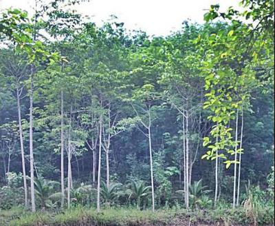 ที่ดิน 29000000 จันทบุรี มะขาม อ่างคีรี