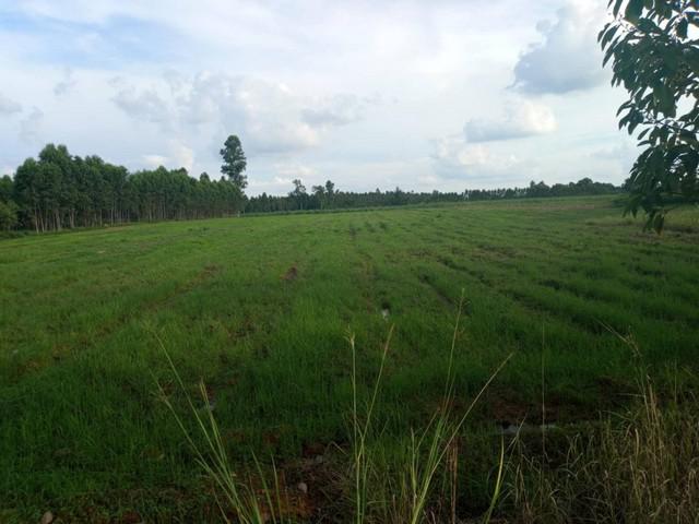 ที่ดิน 2359500 ปราจีนบุรี กบินทร์บุรี วังตะเคียน