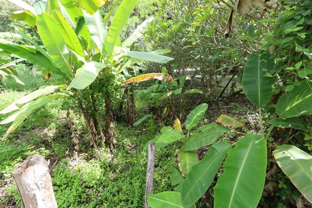 ที่ดิน 9500000 เชียงใหม่ แม่ริม แม่แรม