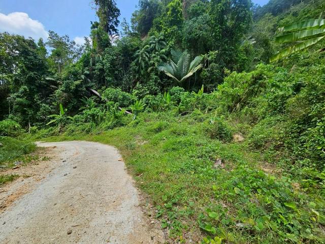 ที่ดิน 25000000 ภูเก็ต กะทู้ กะทู้