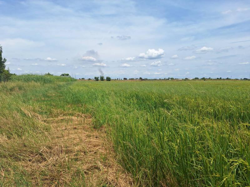 ที่ดิน 15400000 นครปฐม กำแพงแสน ห้วยม่วง