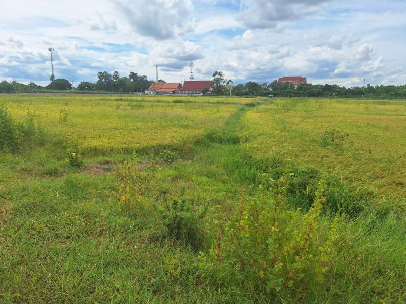 ที่ดิน 2800000 นครปฐม กำแพงแสน สระพัฒนา