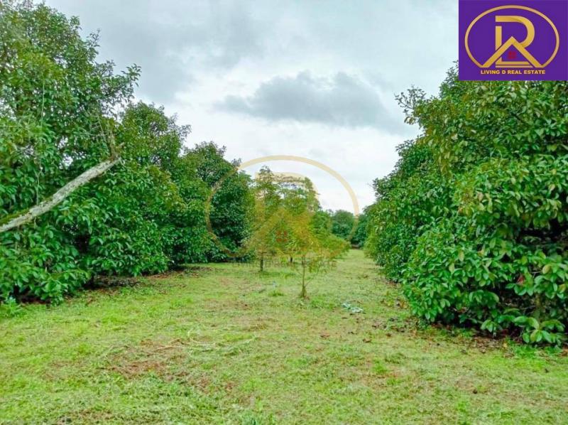 ที่ดิน 9500000 จันทบุรี ท่าใหม่ ทุ่งเบญจา