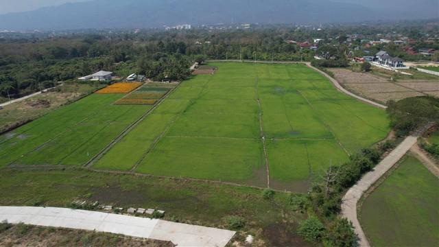 ที่ดิน 2125000 เชียงใหม่ เมืองเชียงใหม่ สันผีเสื้อ