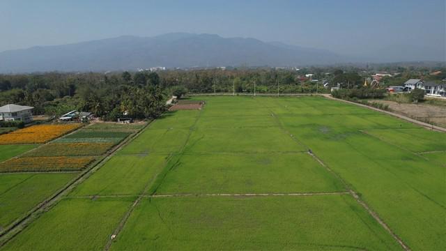 ที่ดิน 2125000 เชียงใหม่ เมืองเชียงใหม่ สันผีเสื้อ