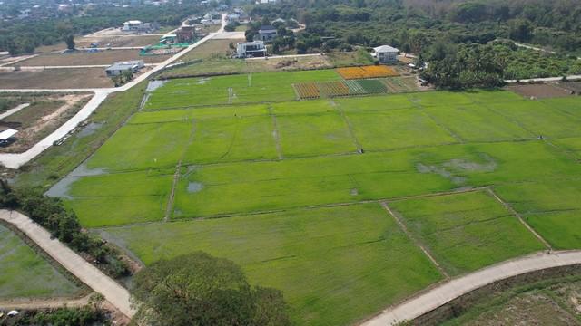 ที่ดิน 2125000 เชียงใหม่ เมืองเชียงใหม่ สันผีเสื้อ