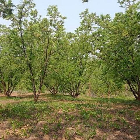 ที่ดิน 3500000 เพชรบูรณ์ หล่มสัก ท่าอิบุญ