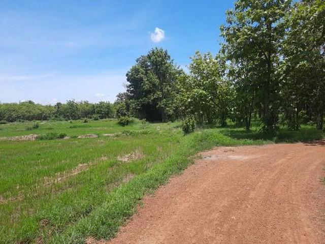 ที่ดิน 3000000 เพชรบูรณ์ ชนแดน บ้านกล้วย