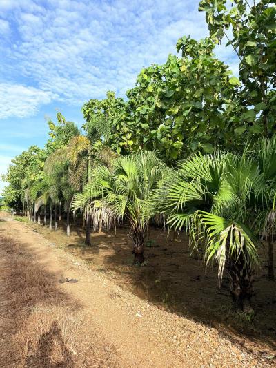 ที่ดิน 1450000 สระบุรี เมืองสระบุรี โคกสว่าง