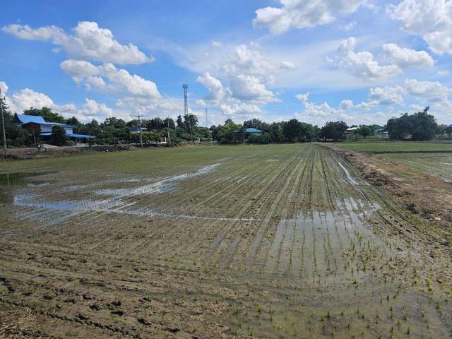 ที่ดิน 780000 พระนครศรีอยุธยา บ้านแพรก สำพะเนียง