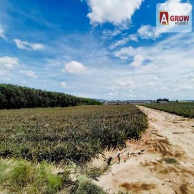 ที่ดิน 4000000 ระยอง ปลวกแดง แม่น้ำคู้