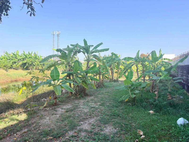 ที่ดิน 55875000 กรุงเทพมหานคร เขตดอนเมือง สีกัน