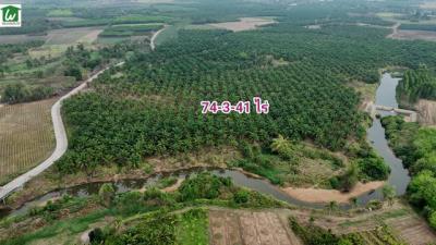 ที่ดิน 59133475 ชลบุรี บ่อทอง วัดสุวรรณ