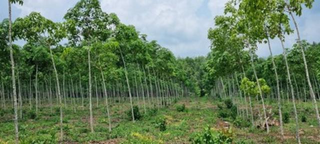 ที่ดิน 24600000 ตราด เมืองตราด วังกระแจะ