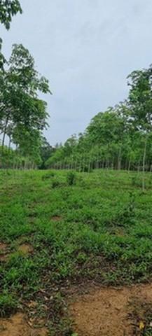 ที่ดิน 24600000 ตราด เมืองตราด วังกระแจะ