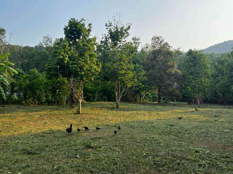 ที่ดิน 8500000 ตราด กิ่งอำเภอเกาะช้าง เกาะช้าง