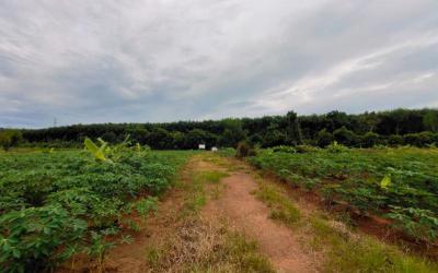 ที่ดิน 330000 จันทบุรี นายายอาม วังใหม่