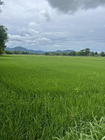 ที่ดิน 200000 สุโขทัย เมืองสุโขทัย เมืองเก่า
