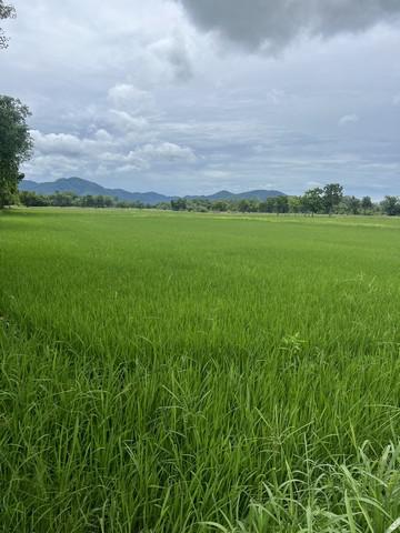 ที่ดิน 200000 สุโขทัย เมืองสุโขทัย เมืองเก่า