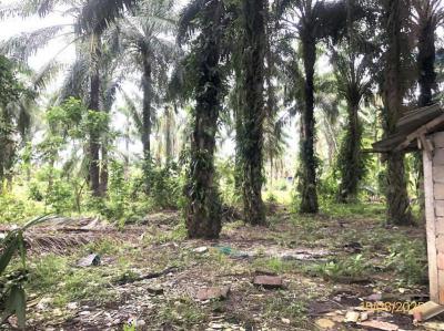 ที่ดิน 24800000 สุราษฎร์ธานี ท่าชนะ คลองพา