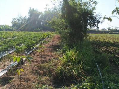 ที่ดิน 800000 หนองคาย โพนพิสัย กุดบง