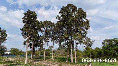 ที่ดิน 7689500 นครนายก บ้านนา บ้านพริก