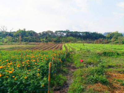 ที่ดิน 1910000 เชียงใหม่ จอมทอง บ้านหลวง