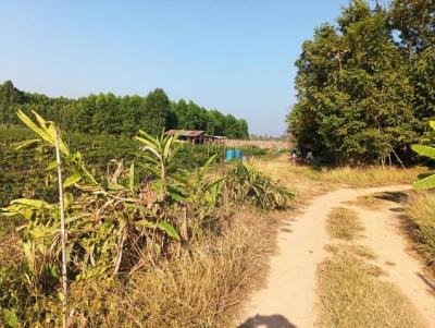 ที่ดิน 800000 หนองคาย โพนพิสัย กุดบง