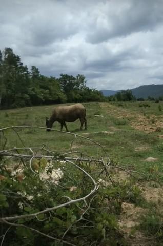 ที่ดิน 300000 ขอนแก่น สีชมพู นาจาน