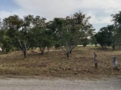 ที่ดิน 3200000 พิษณุโลก เมืองพิษณุโลก บึงพระ