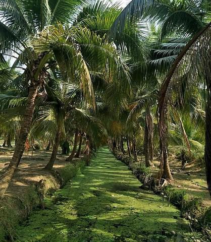 ที่ดิน 5000000 ฉะเชิงเทรา บางคล้า สาวชะโงก