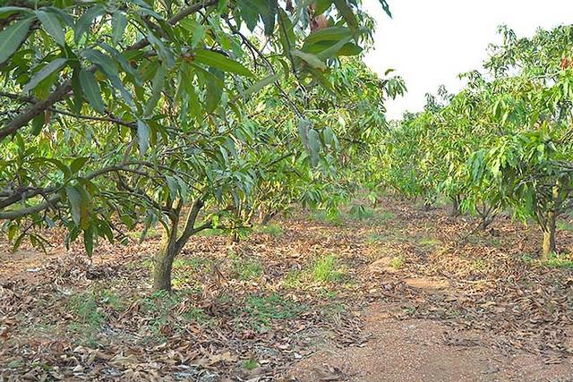 ที่ดิน 5000000 ฉะเชิงเทรา บางคล้า สาวชะโงก