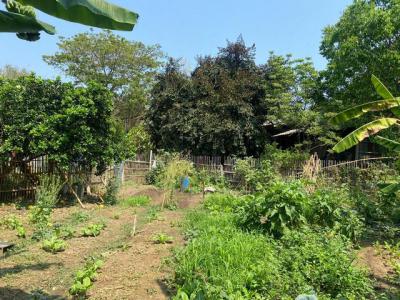 ที่ดิน 1550000 เชียงใหม่ สันกำแพง ร้องวัวแดง