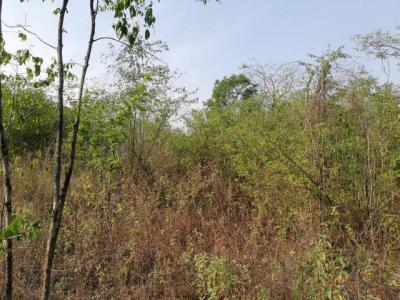 ที่ดิน 300000 ตาก บ้านตาก ตากตก