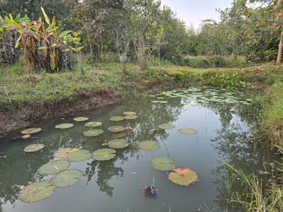 ที่ดิน 16500000 เชียงใหม่ แม่ริม ห้วยทราย