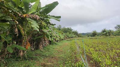 ที่ดิน 16500000 เชียงใหม่ แม่ริม ห้วยทราย