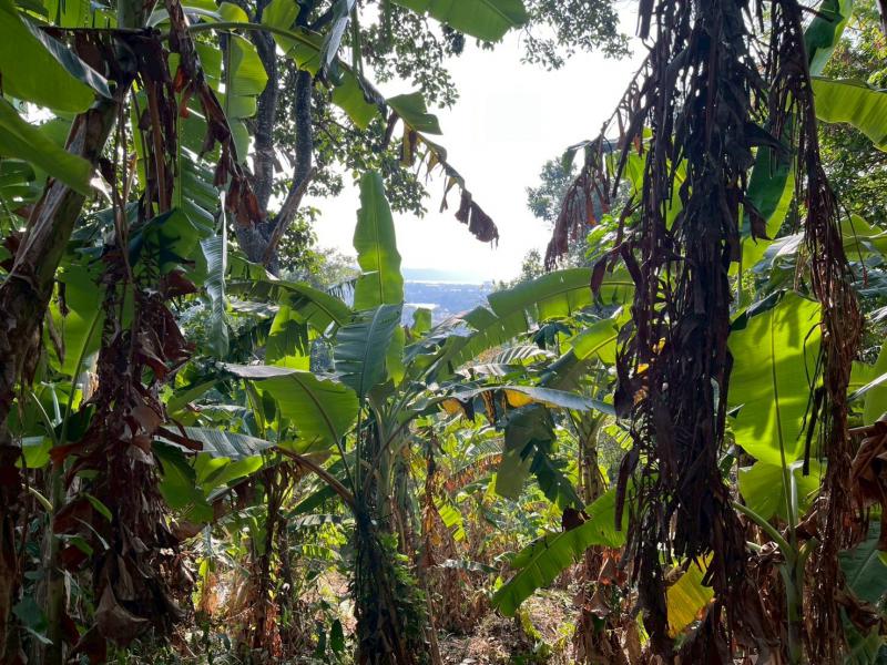 ที่ดิน 45000000 ภูเก็ต เมืองภูเก็ต ฉลอง