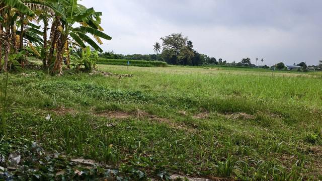 ที่ดิน 390000 นครปฐม เมืองนครปฐม สวนป่าน