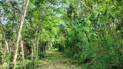 ที่ดิน 11110000 หนองคาย  