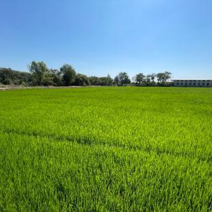 ที่ดิน 16000000 พระนครศรีอยุธยา บางไทร หน้าไม้