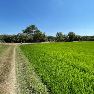 ที่ดิน 16000000 พระนครศรีอยุธยา บางไทร หน้าไม้