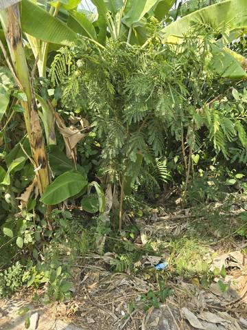 ที่ดิน 23000 ปทุมธานี เมืองปทุมธานี บางปรอก