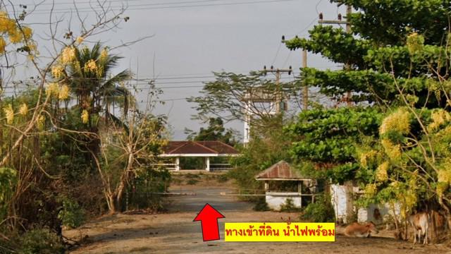 ที่ดิน 1200000 เพชรบุรี เมืองเพชรบุรี ต้นมะพร้าว